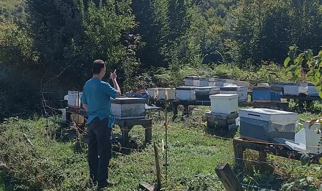 Yığılca'da arılı kovan sayımı yapıldı