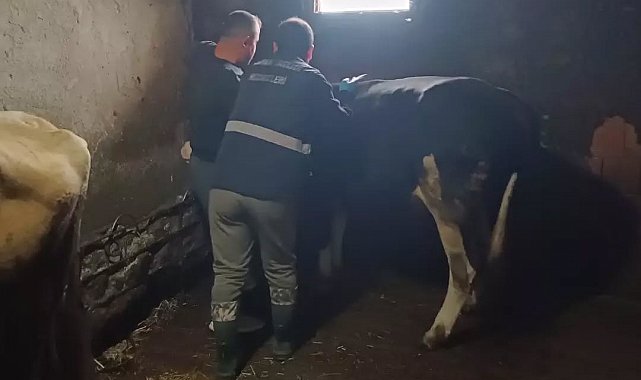 Yığılca'da büyükbaş hayvanlara şap ve bruselloz aşılaması yapıldı