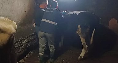 Yığılca'da büyükbaş hayvanlara şap ve bruselloz aşılaması yapıldı