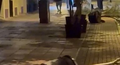 Yol kenarındaki saksıları devirerek yürüdü