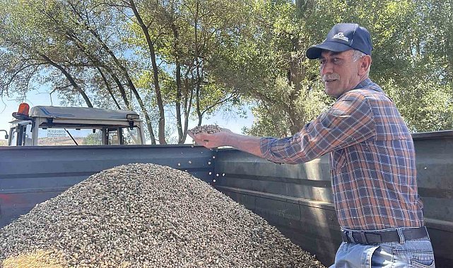 Yozgat'ta nohut hasadı devam ediyor, beklenti 57 bin ton