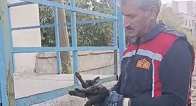 Yüksekova'da araçta mahsur kalan kedi kurtarıldı