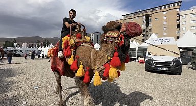 Yüksekova'ya getirilen develer ve midilli atları ilgi gördü
