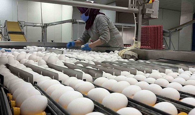 Yumurta üreticilerinin gözü Tahıl Koridoru'nda