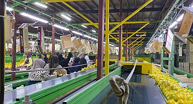 Yurt dışına satılan limonda pestisit kontrolleri sürüyor