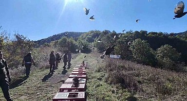 Zonguldak'ta yaban hayatını desteklemek için sülünler doğaya salındı