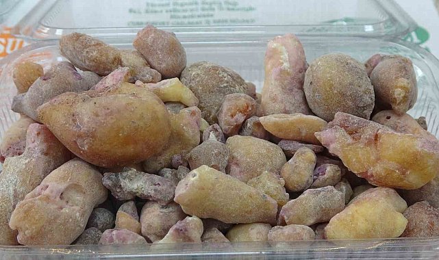 20 metre yüksekliğindeki ağaçlara tırmanılarak tek tek el ile toplanıyor