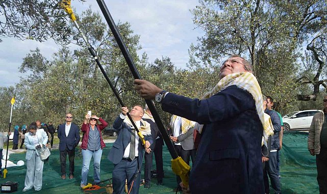 21. Uluslararası Zeytin Hasat ve Turizm Festivali'nde hasat yapıldı