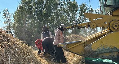 40 yıl sonra gelen bereket: Tarlalarda yeniden çeltik mesaisi