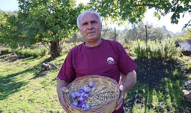 Adana'da safran hasadı başladı: Gramı 900 TL