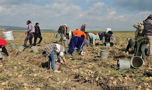 Adilcevaz'da patates tarlalarında ekmek mücadelesi: Mevsimlik işçilerin zorlu mesaisi