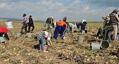 Adilcevaz'da patates tarlalarında ekmek mücadelesi: Mevsimlik işçilerin zorlu mesaisi