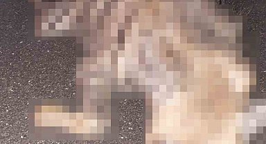 Adıyaman'da çizgili sırtlan yolda telef oldu