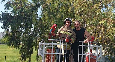 Ağaçta mahsur kalan papağanı itfaiye kurtardı