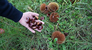 Akademisyenin geliştirdiği hastalıklara dayanıklı kestanelerde hasat başladı