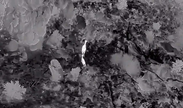 Akdağ'da kızıl geyikler termal dronla görüntülendi