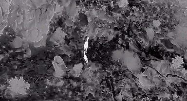 Akdağ'da kızıl geyikler termal dronla görüntülendi