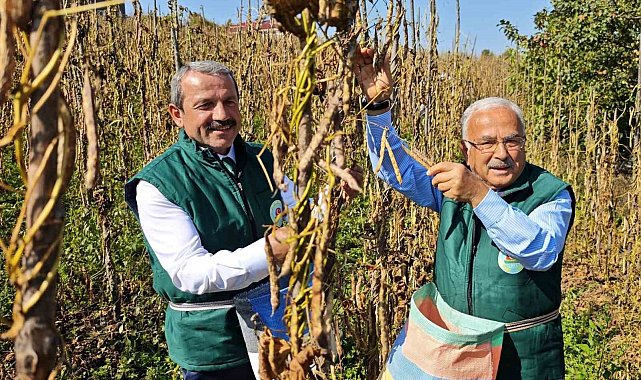 Akkuş şeker fasulyesi üretimi 14 yılda 25 tondan 2 bin 200 tona yükseldi