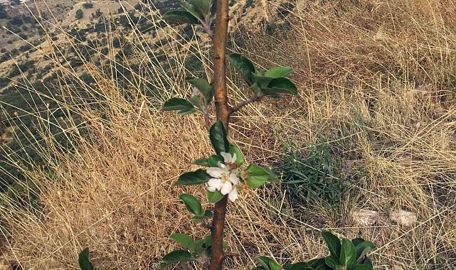 Ali Dağı'nda ekimde elma ağacı çiçek açtı