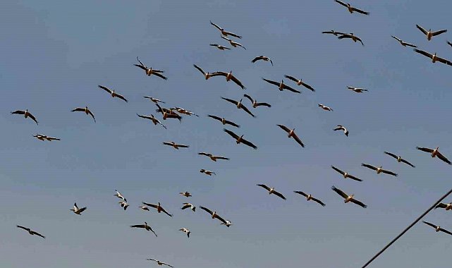 Allı turnalar göç yolunda görüntülendi