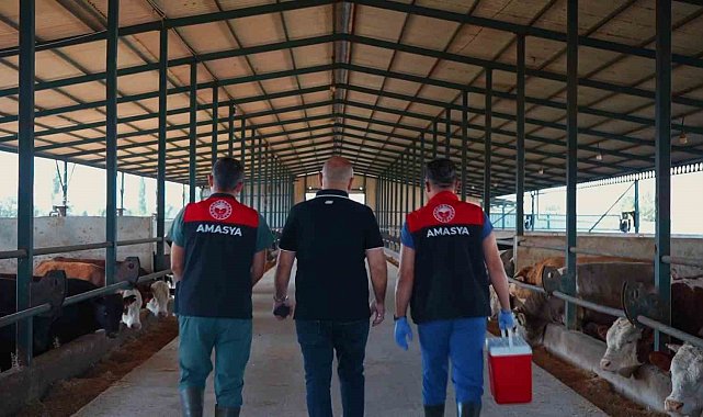 Amasya'da 200 binden fazla büyükbaş hayvana şap aşısı yapılıyor