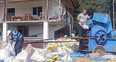 Andırın'da yerli mısır hasadı, Patosta çekilen mahsul güneşte kurutuluyor