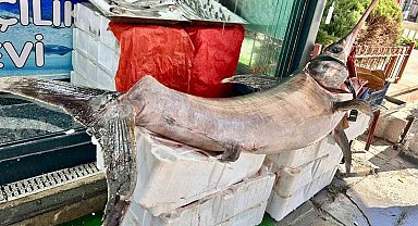 Ankara'da 2,5 metrelik dev kılıç balığı ilgi odağı oldu