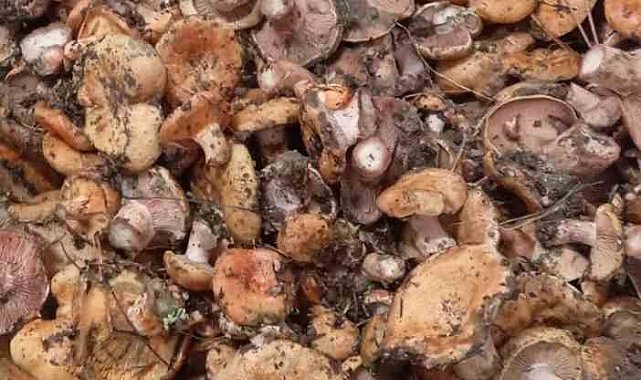 Ankara'da kanlıca mantarı hasadı başladı