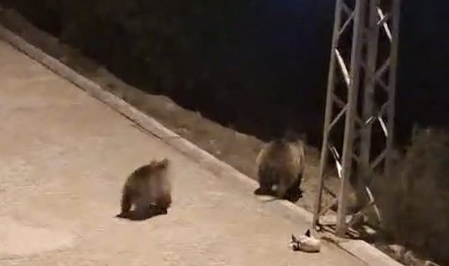 Anne ayı ve yavruları şehir merkezine indi