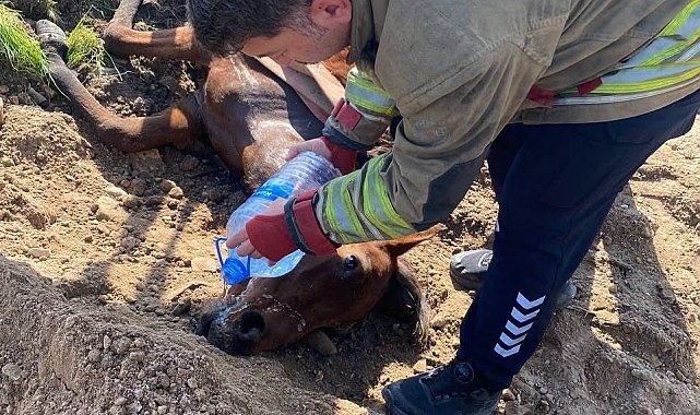 Antakya'da kuyuya düşen at kurtarıldı