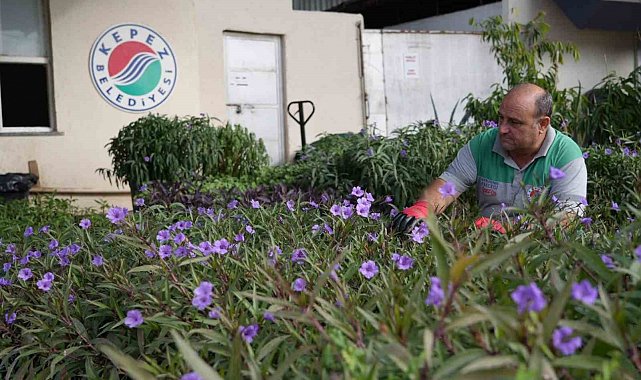Antalya'nın dört bir yanı Kepez'de yetiştirilen çiçeklerle renkleniyor