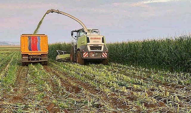 Araban Ovası'nda silajlık mısır hasadı başladı