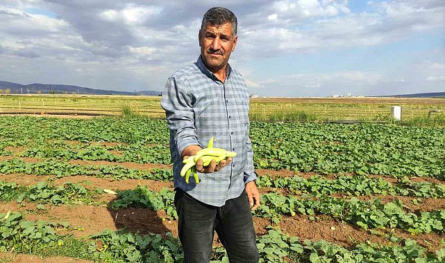 Araban Ovası'nda turşuluk acura yoğun talep