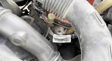 Aracın motor kısmına giren kedi uzun uğraşlar sonucu çıkartıldı