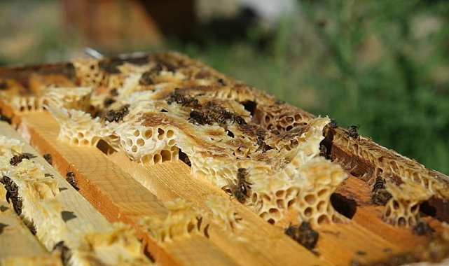 Arıcılık desteklemelerinde başvuru süresi uzatıldı