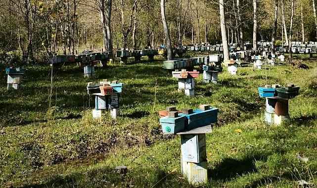 Arılı Kovan Destekleme başvurularında son 5 gün