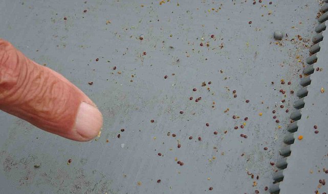 Arılı kovanların ilkbahara sağlıklı çıkması için varroa mücadelesi büyük önem taşıyor