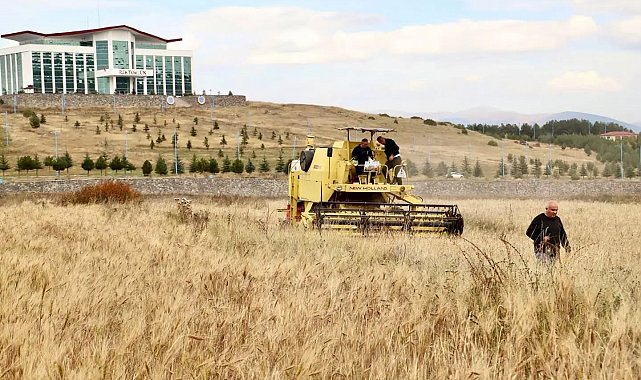 Ata tohumu kavılcanın hasadı tamamlandı