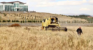 Ata tohumu kavılcanın hasadı tamamlandı