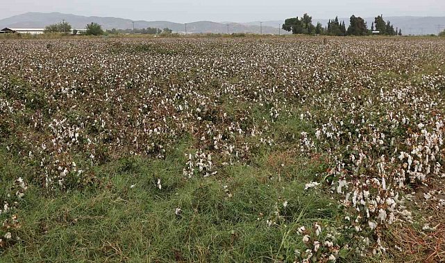 Aydın pamuğu yağmura hazırlıksız yakalandı