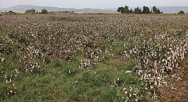 Aydın pamuğu yağmura hazırlıksız yakalandı