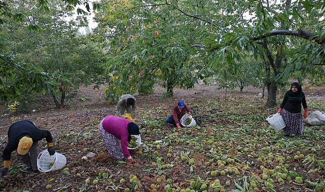 Aydın'da dağlardaki kestane hasadı sona erdi