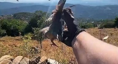 Aydın'da doğal yaşam alanlarına kınalı keklik salımı yapıldı
