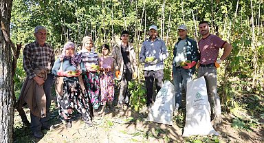 Aydın'da kestane hasadı başladı