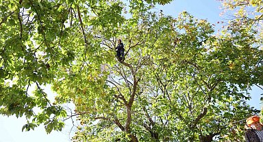 Aydın'ın dağlarında kestane üreticilerini hasat telaşı sardı