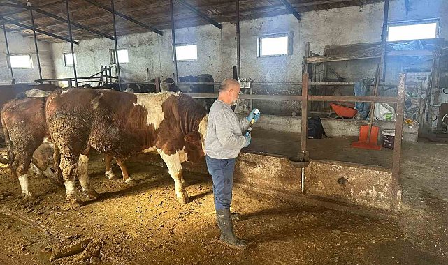 Aydıntepe'de şap aşılama çalışmaları 13 köyde tamamlandı
