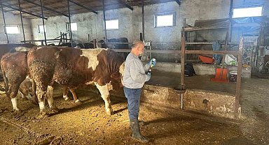 Aydıntepe'de şap aşılama çalışmaları 13 köyde tamamlandı
