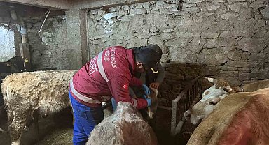 Aydıntepe'de şap aşılama ve küpeleme çalışmaları yeni yerleşimlerde devam ediyor