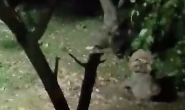 Ayı elma ziyafetine çıktı, ev sahibinin sözleri güldürdü