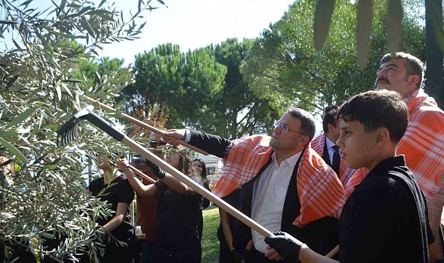 Ayvalık'ta zeytinin bin yıllık hikâyesini genç eller yazdı